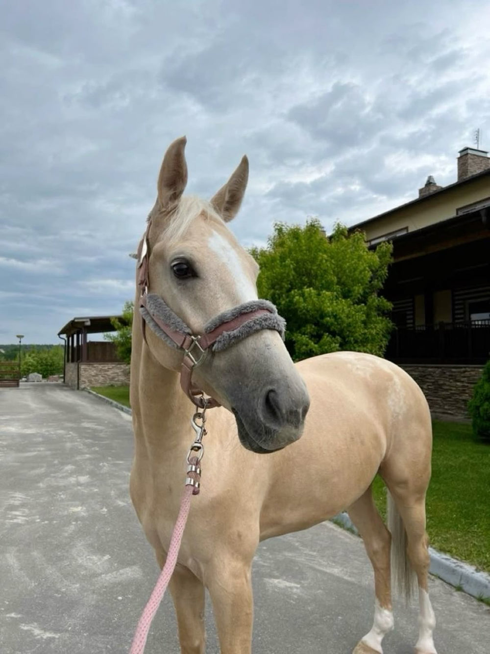 horse pet - original photo