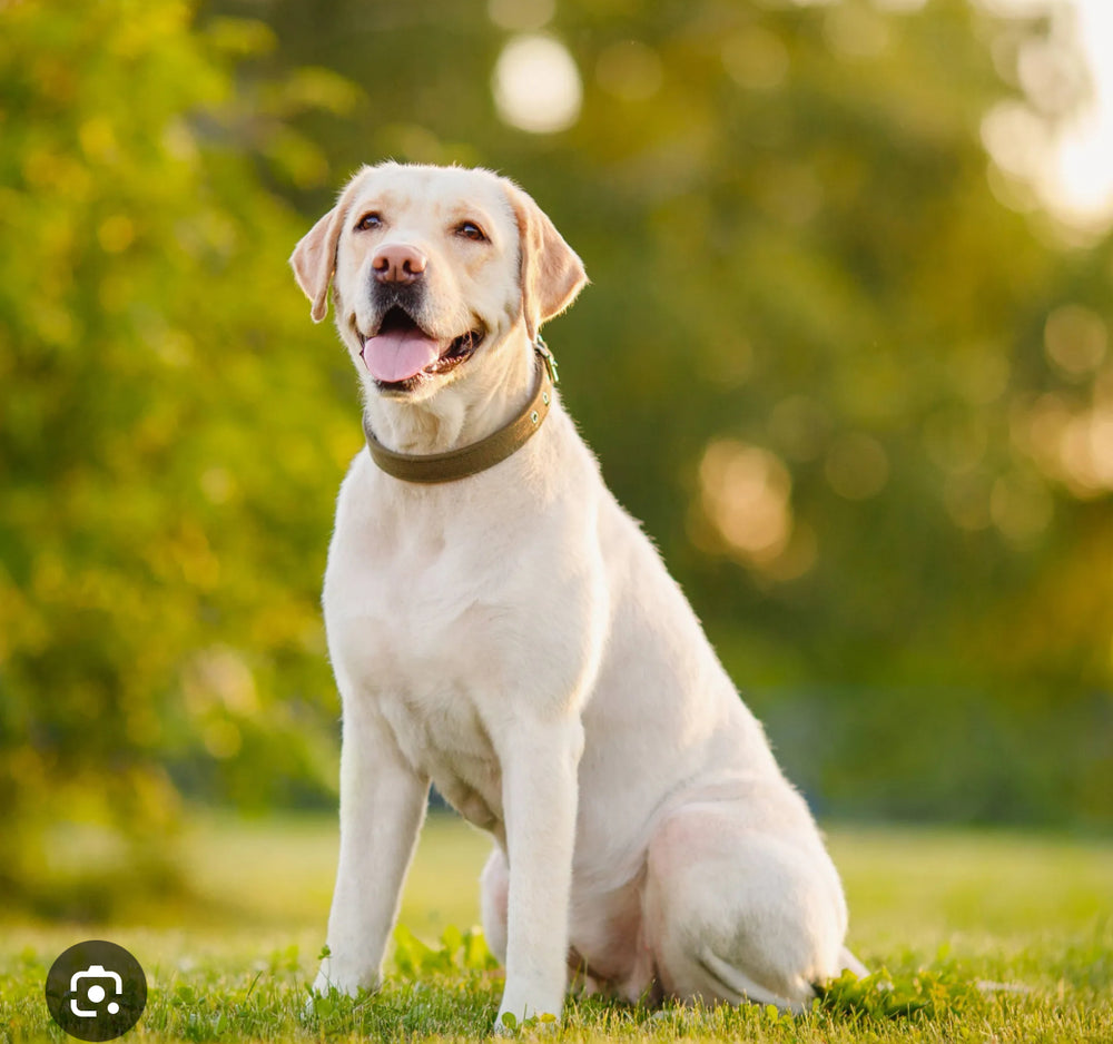 Buster the lab - original photo