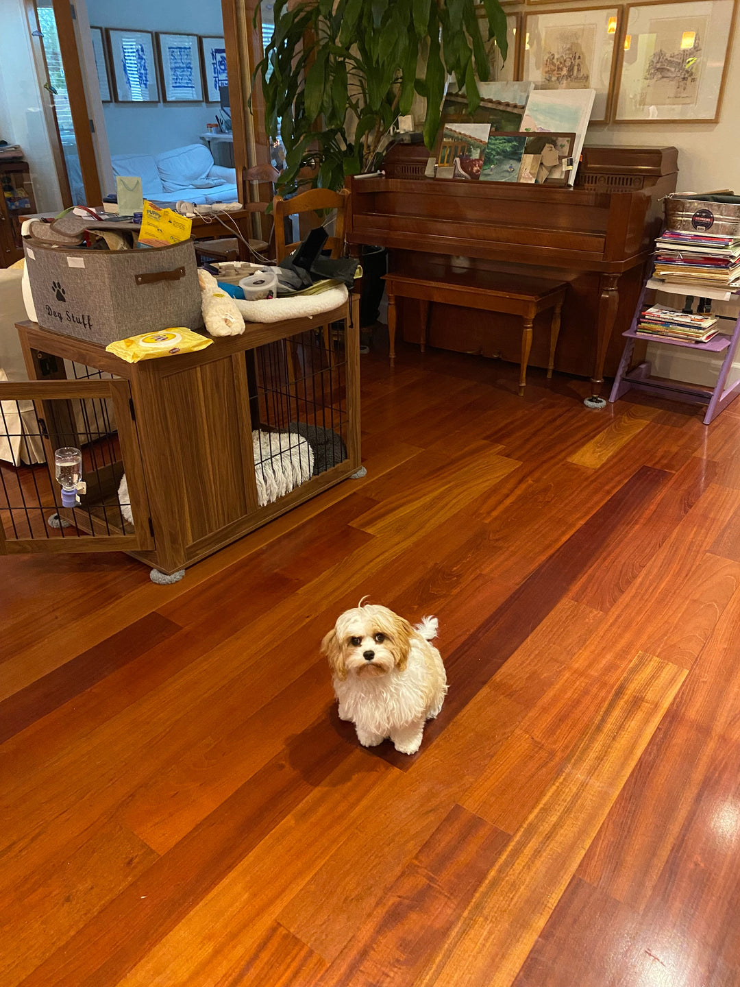 Original pet photo