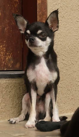 a childhood photo of their dog who passed away - original photo