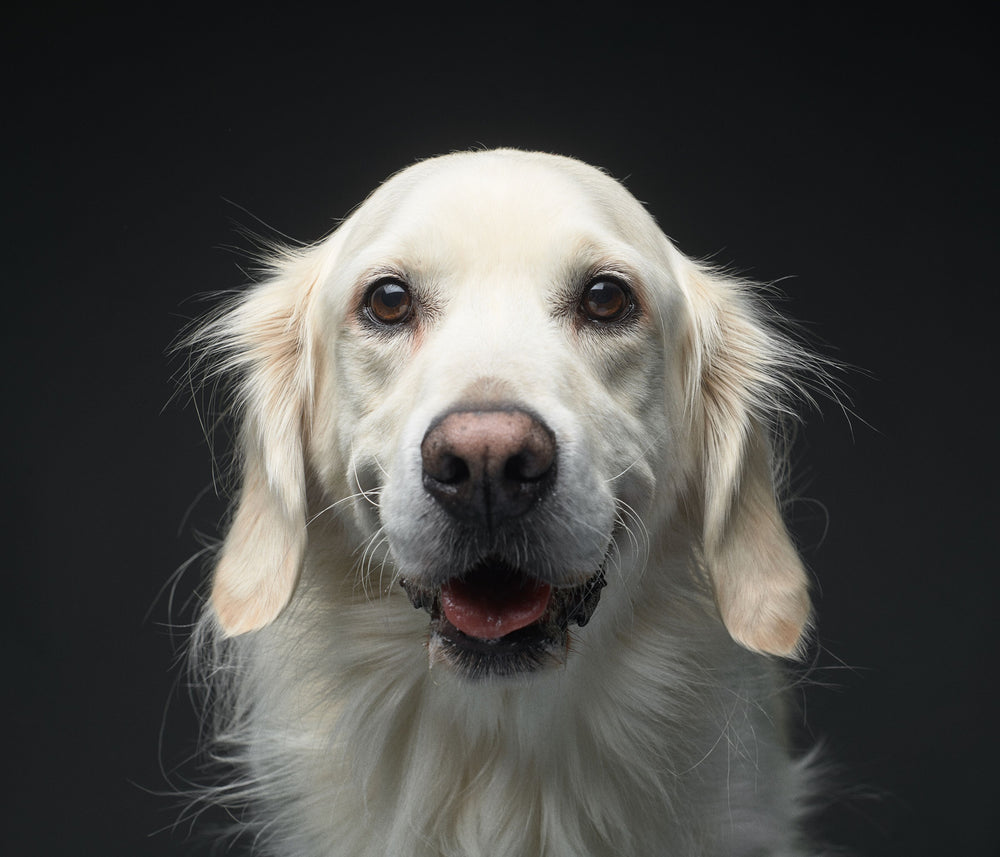 Rufus - original photo