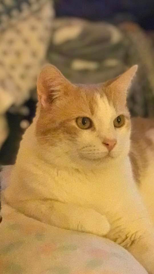 Original pet photo