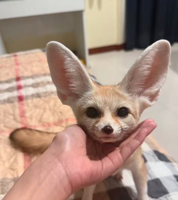 payu_thefox - original photo