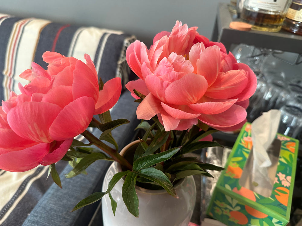 Peonies - original photo