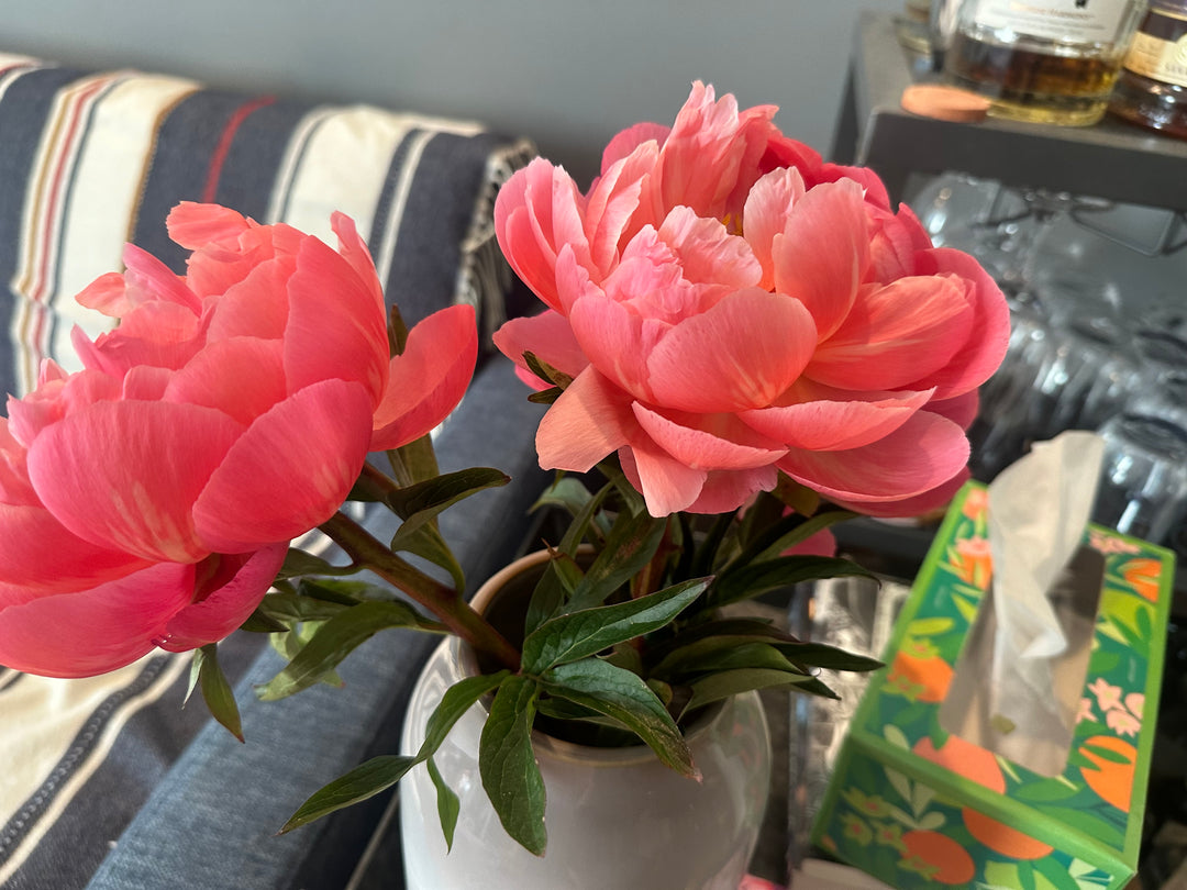 Peonies - original photo