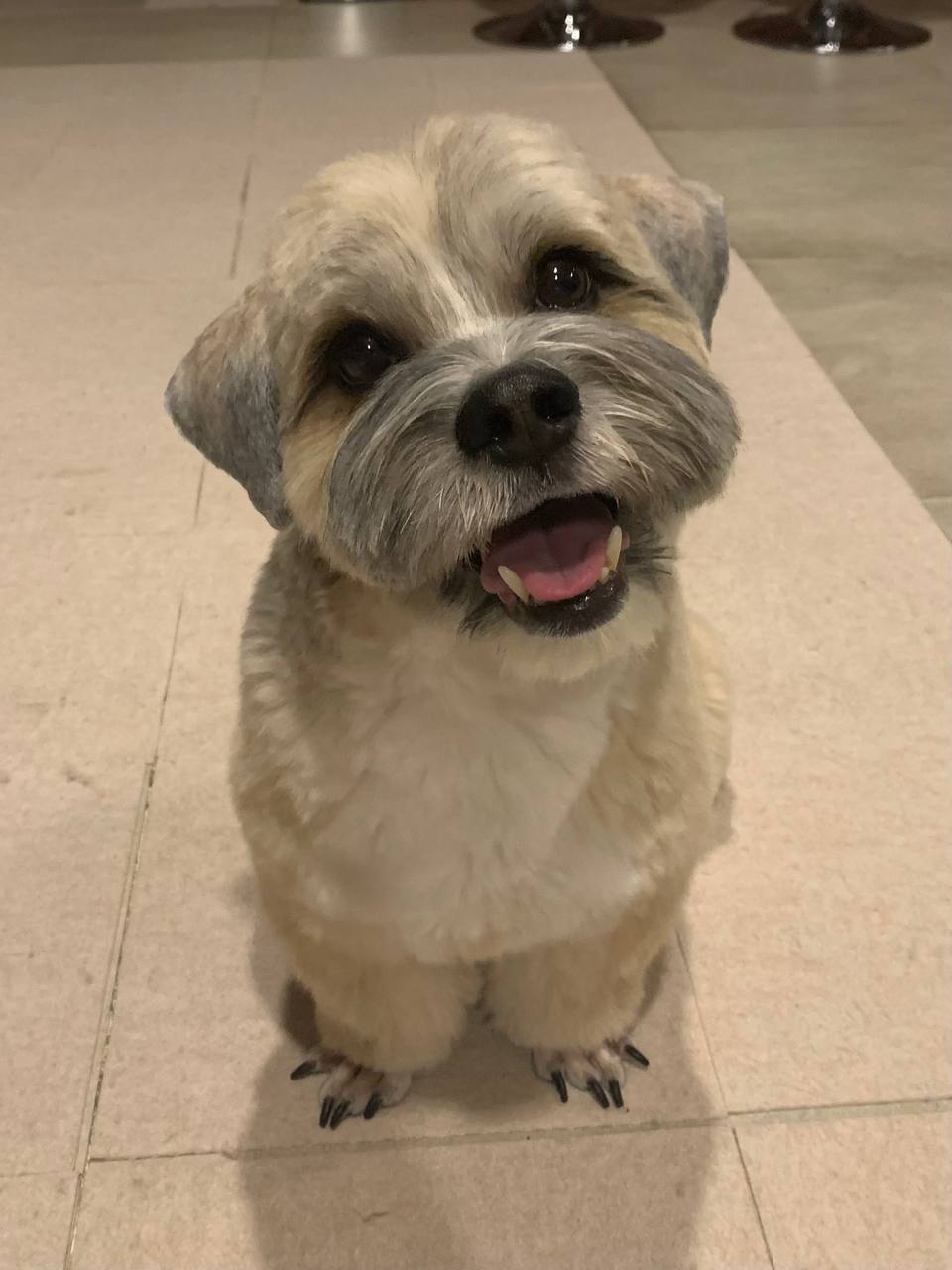 DOG - original photo