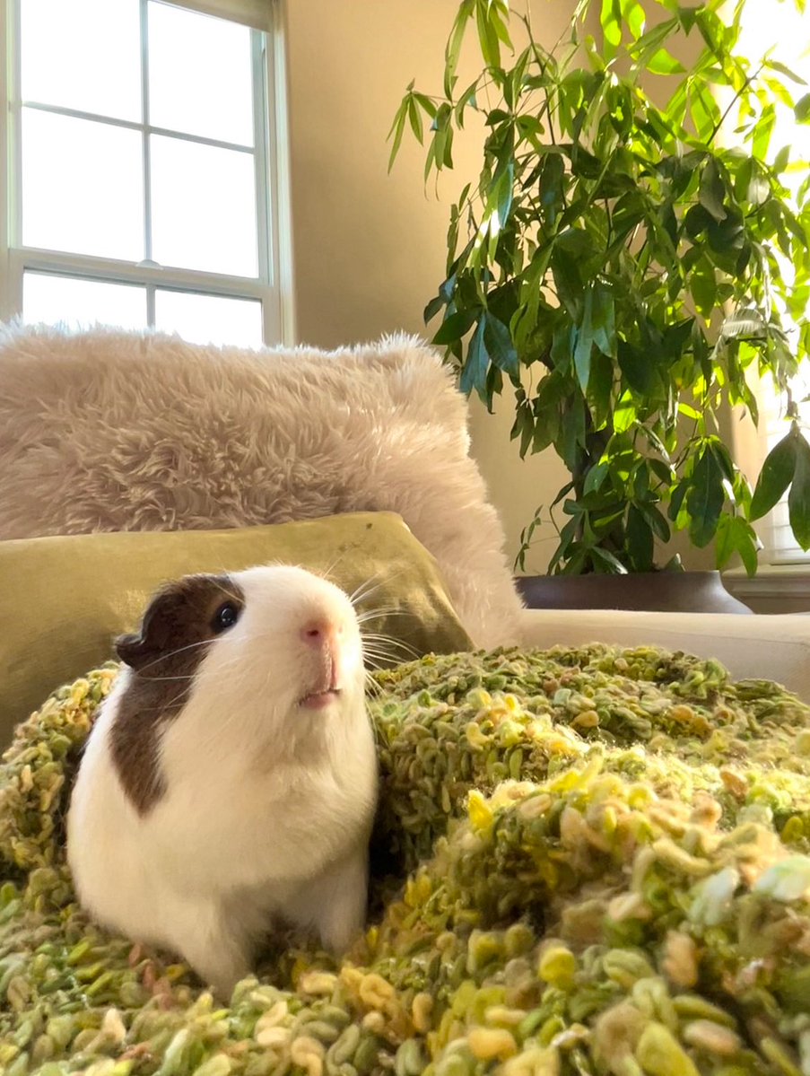 Original pet photo
