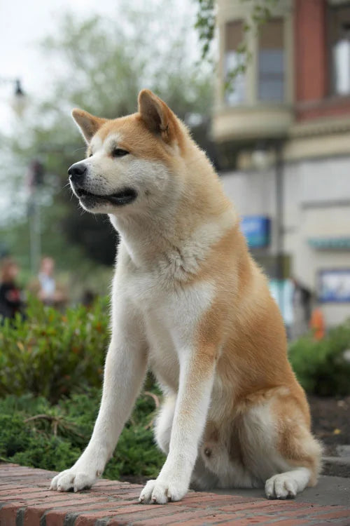 Original pet photo