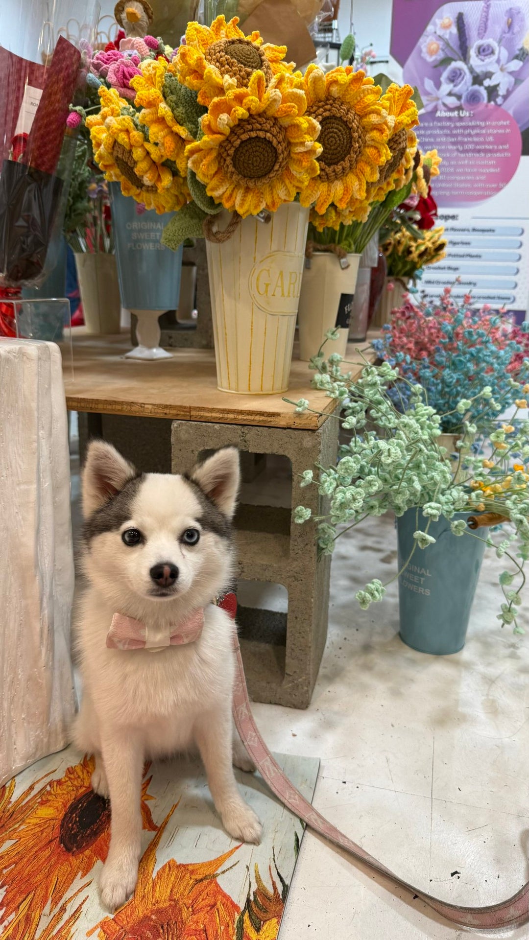 Mochi - original photo