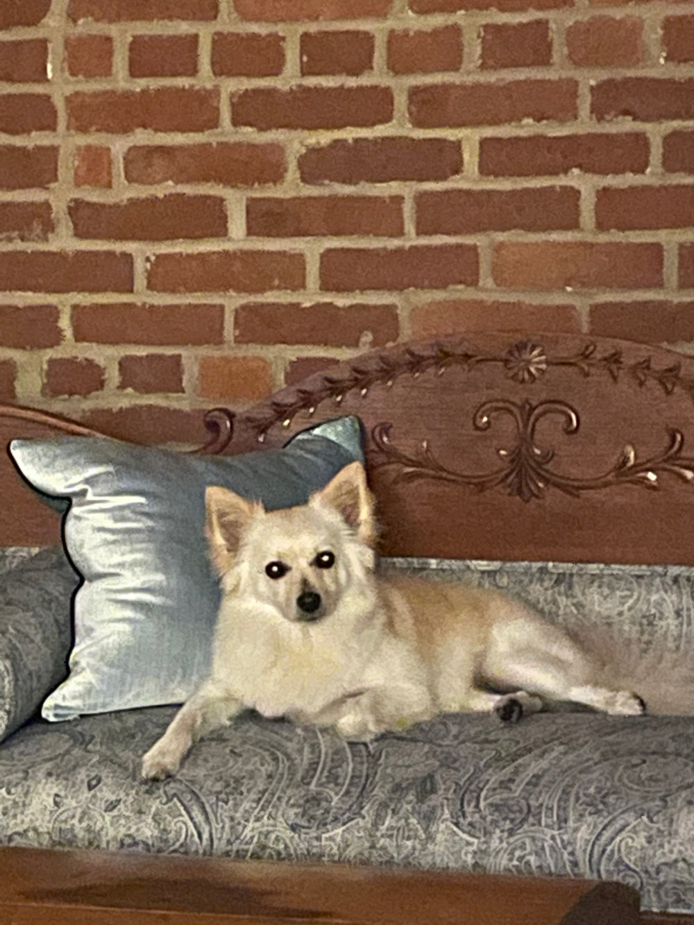 Dog - original photo