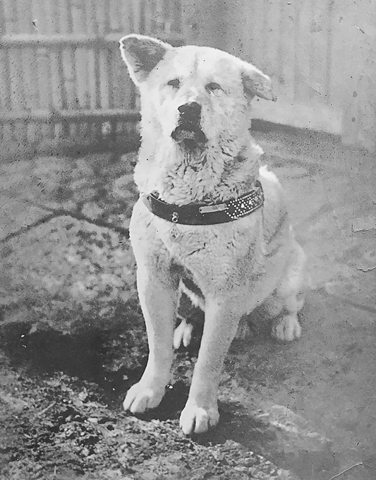 Hachiko - original photo