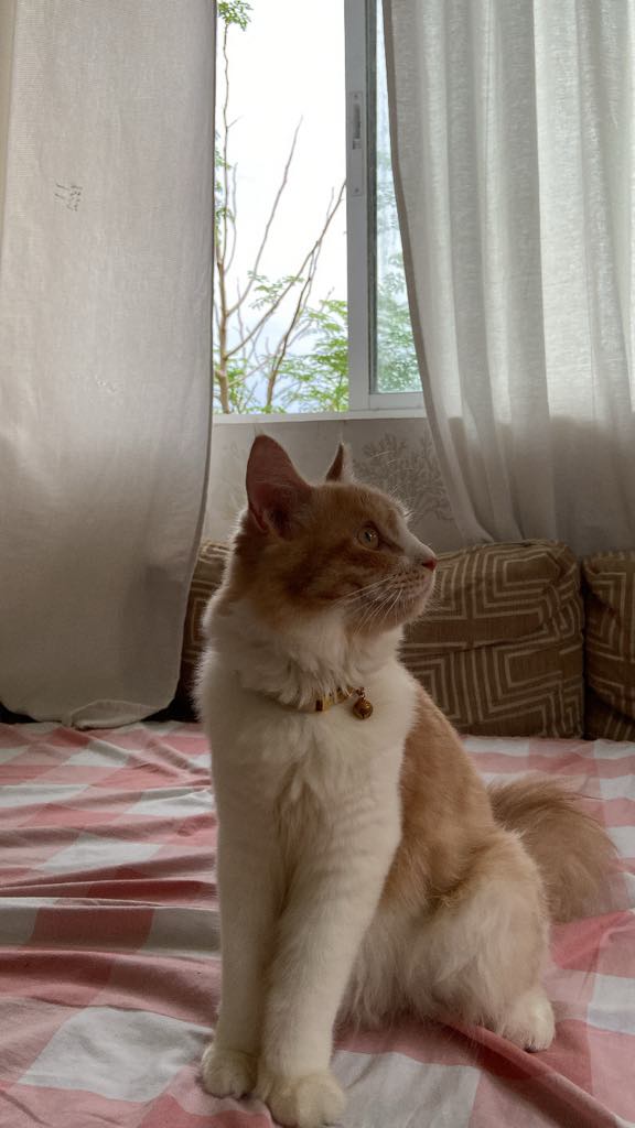 Original pet photo