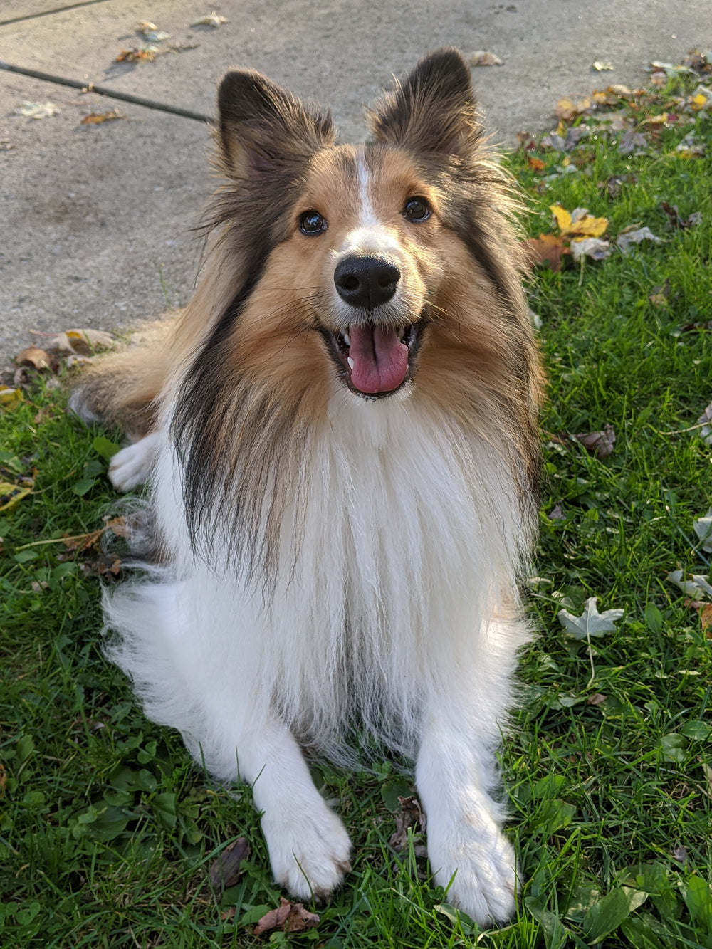 My sheltie dog - original photo