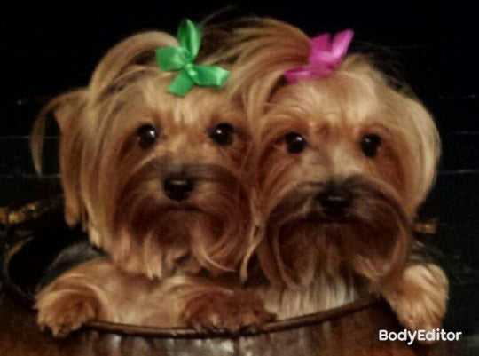 My babies - original photo