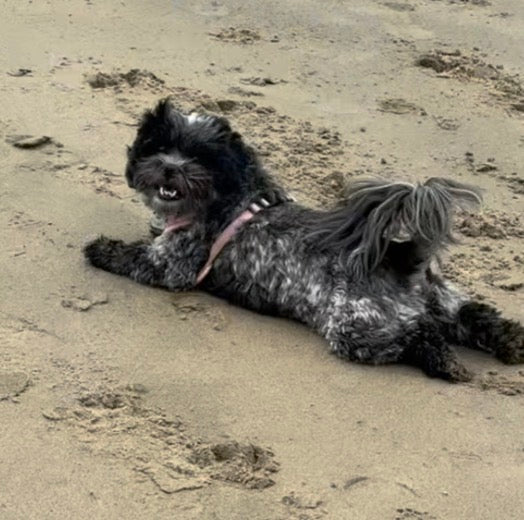 Luna - original photo