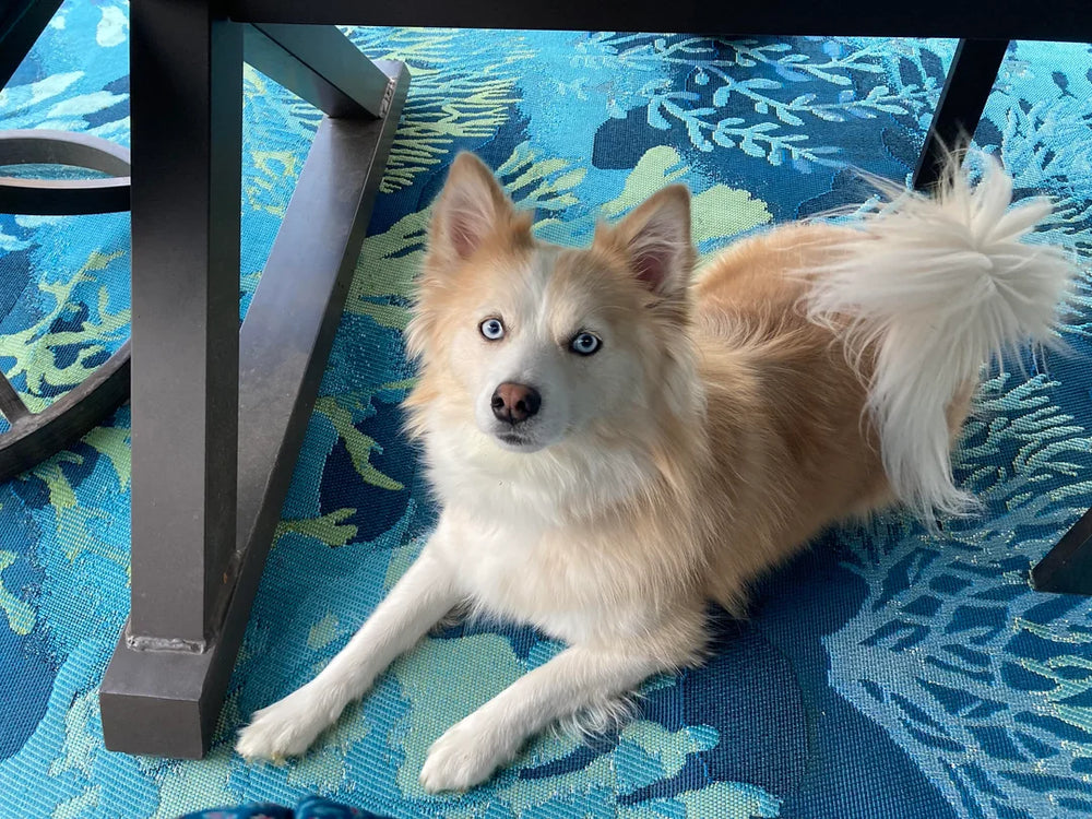 Remington - original photo