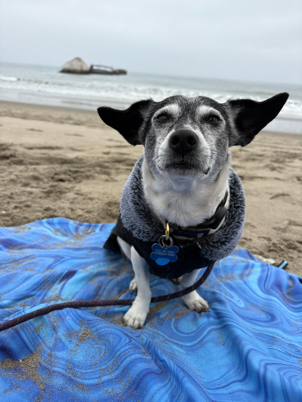 Original pet photo