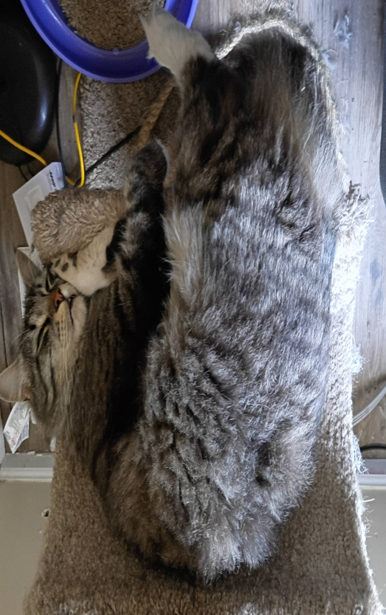 Gus the Cat - original photo