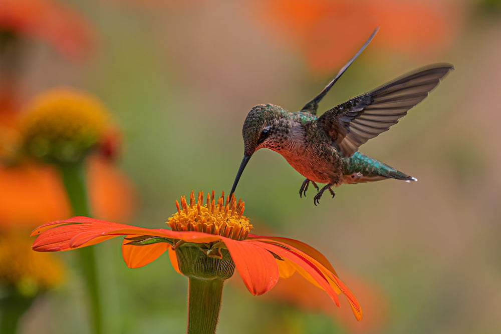 Hummingbird - original photo