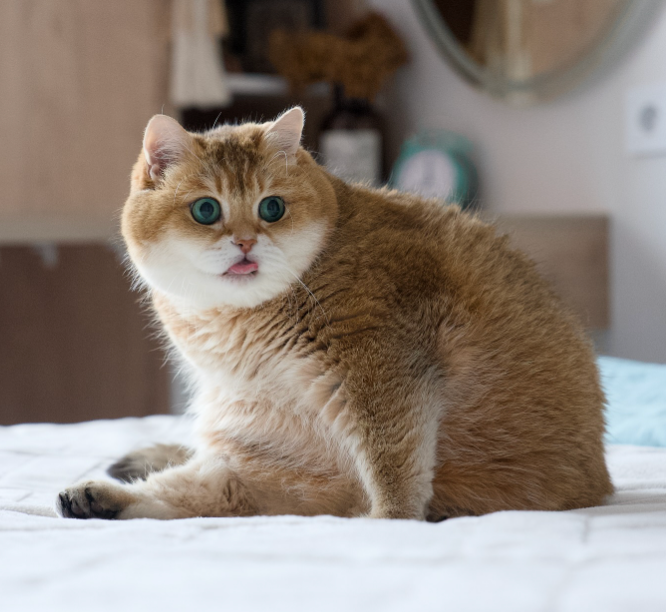 Hosico - original photo