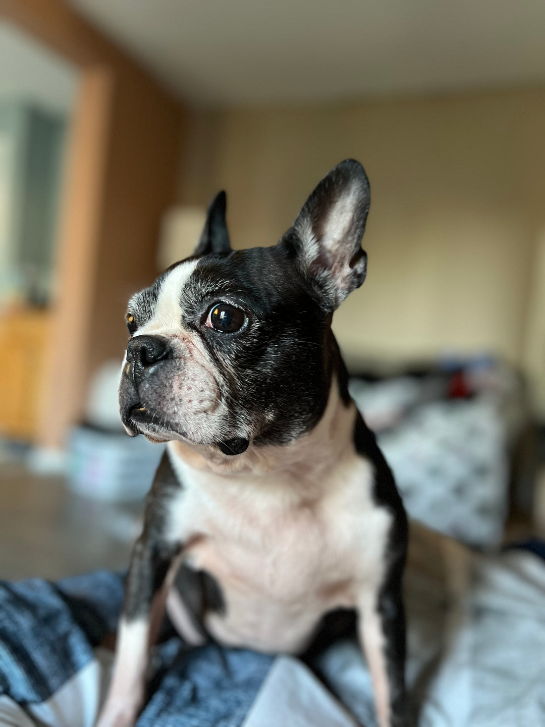 Original pet photo