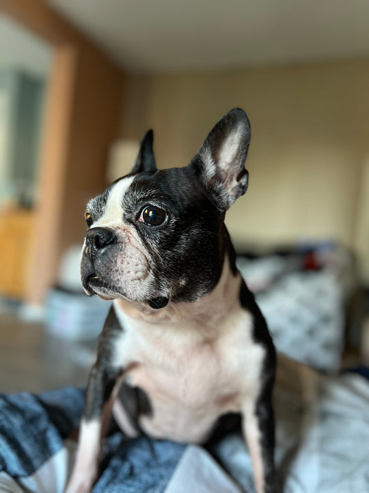 Original pet photo